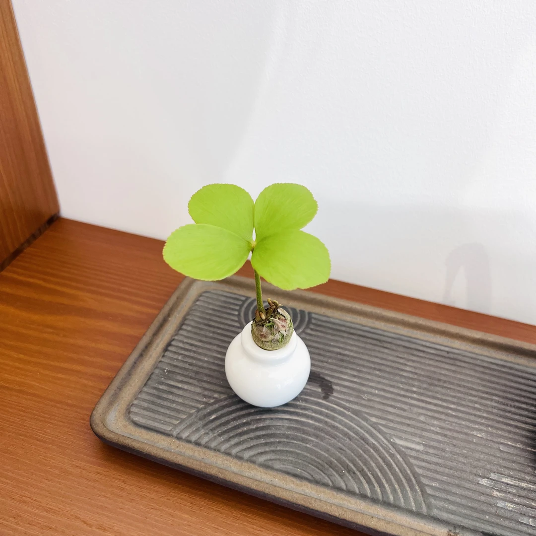 水培幸运四叶草墨西哥铁室内好养加赠花瓶