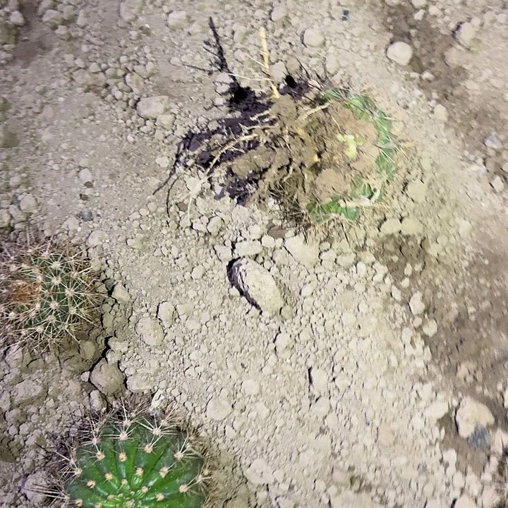 华***少蒙娜丽莎带根冠服7公分毛花柱