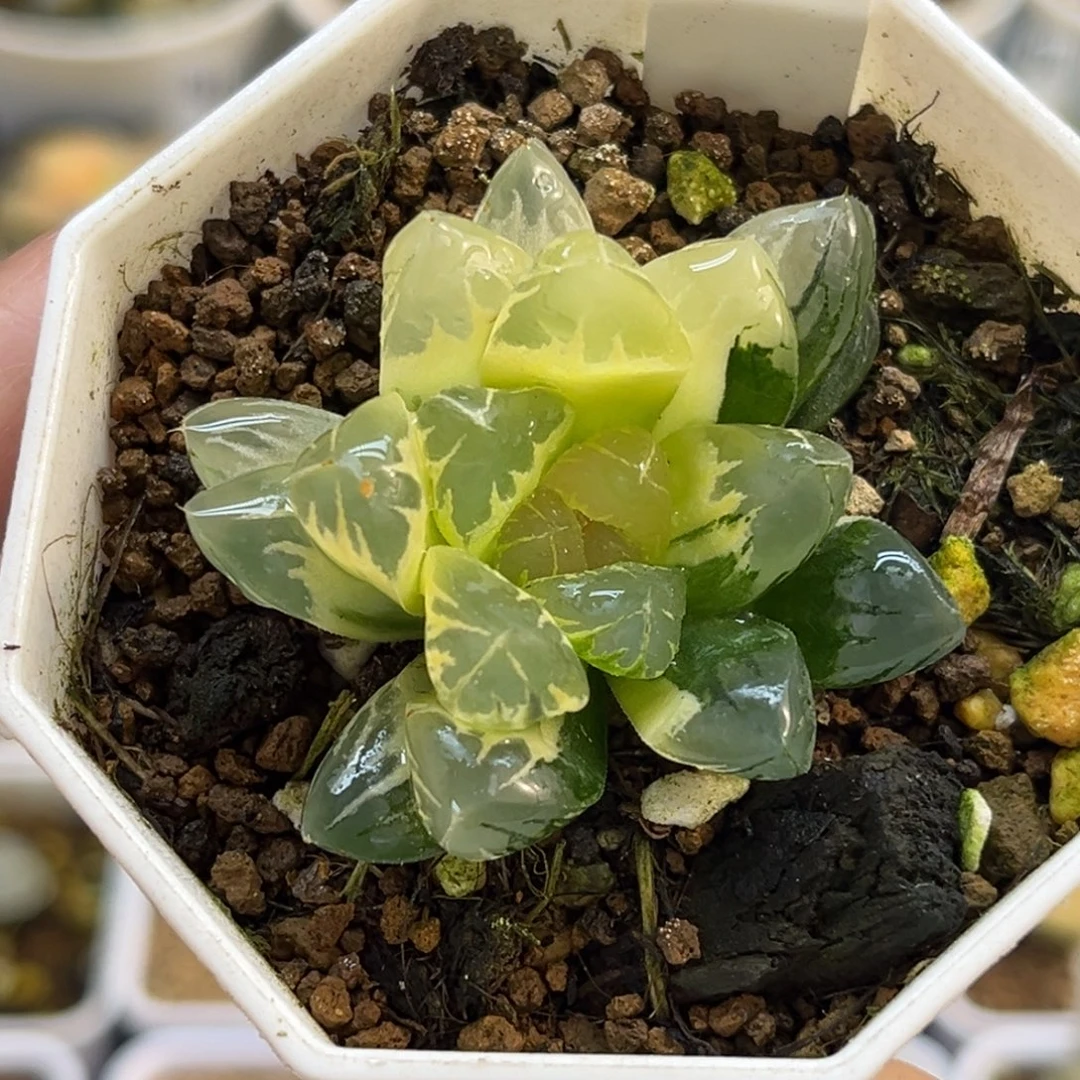 81糊斑趋势北极之光玉露锦福利专场