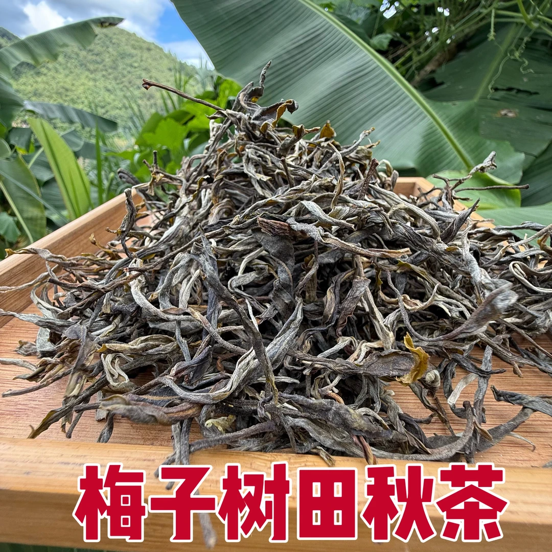 2025年 【梅子树田 】古树秋茶 散茶