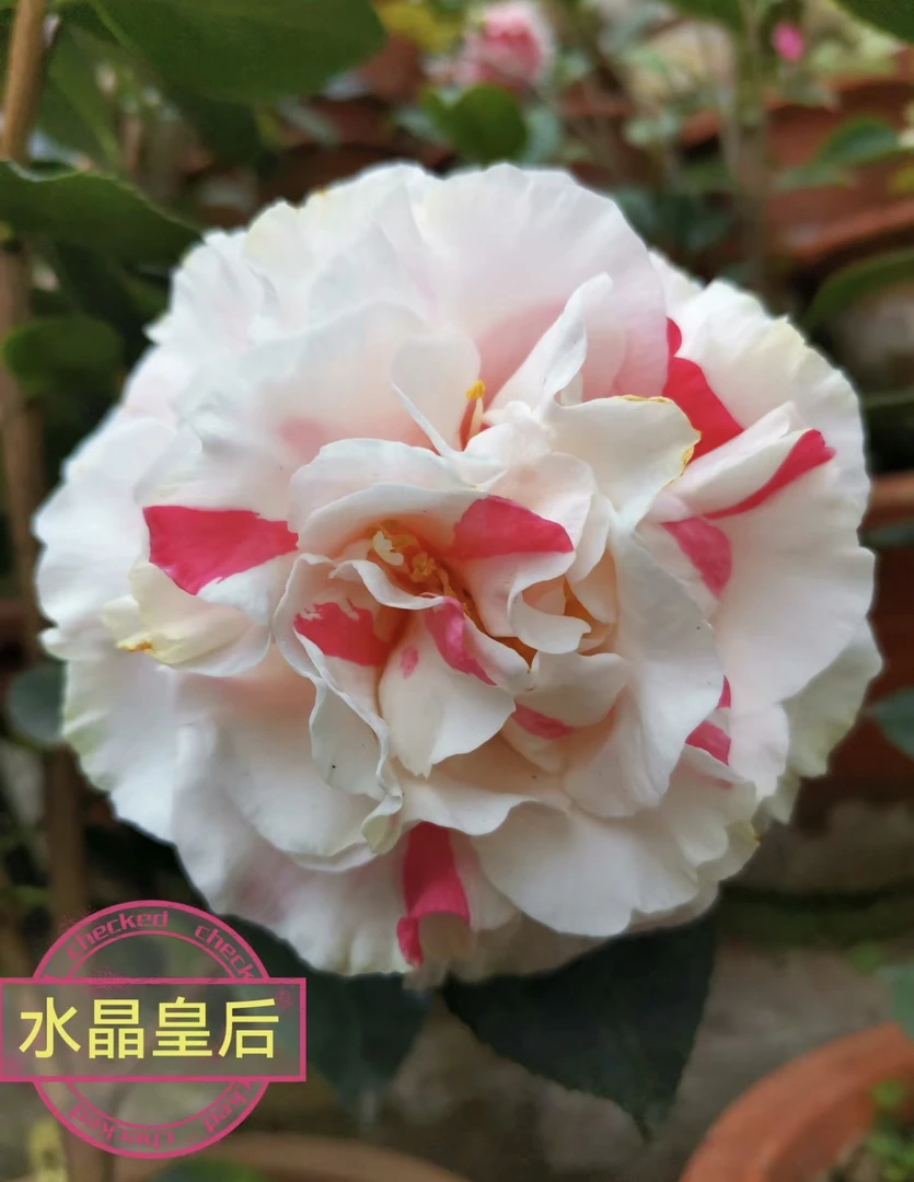 进口嫁接品种茶花