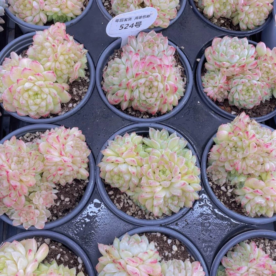 524号绿宝石珍妮麦秆群一个