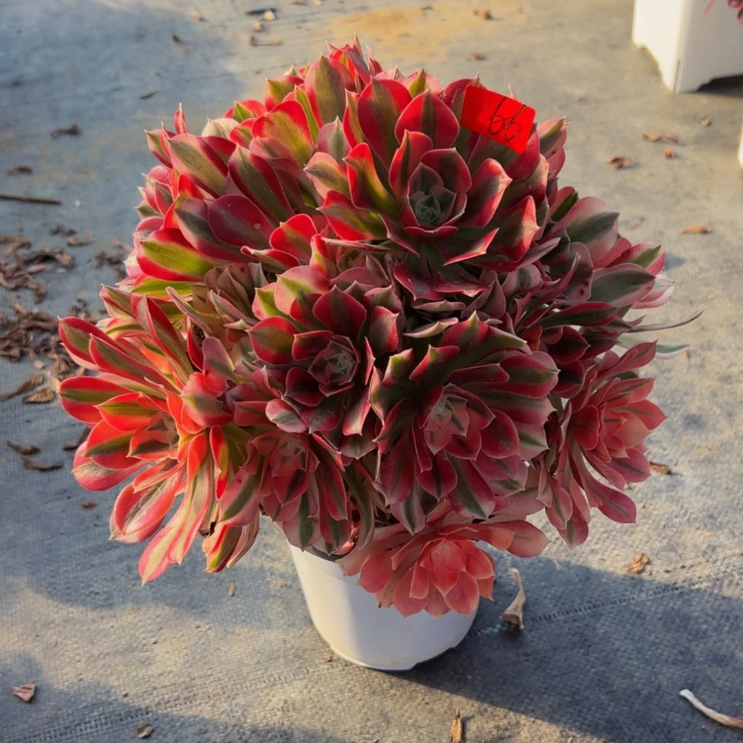 小*儿66炖肉植物发货女巫