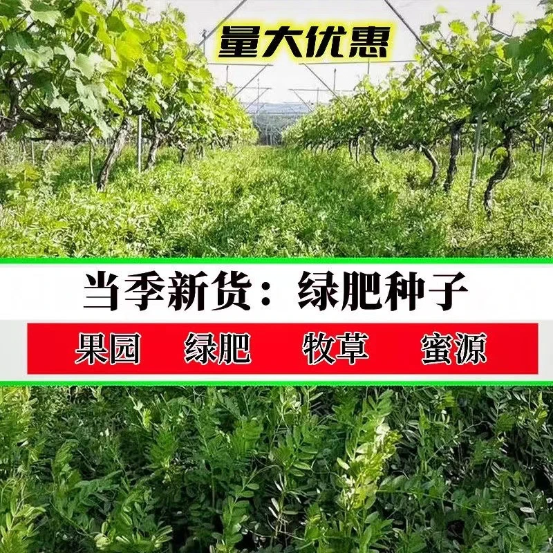 毛苕子长绒毛野豌豆紫花光叶毛苕子野种子豌豆果园生草绿肥草籽