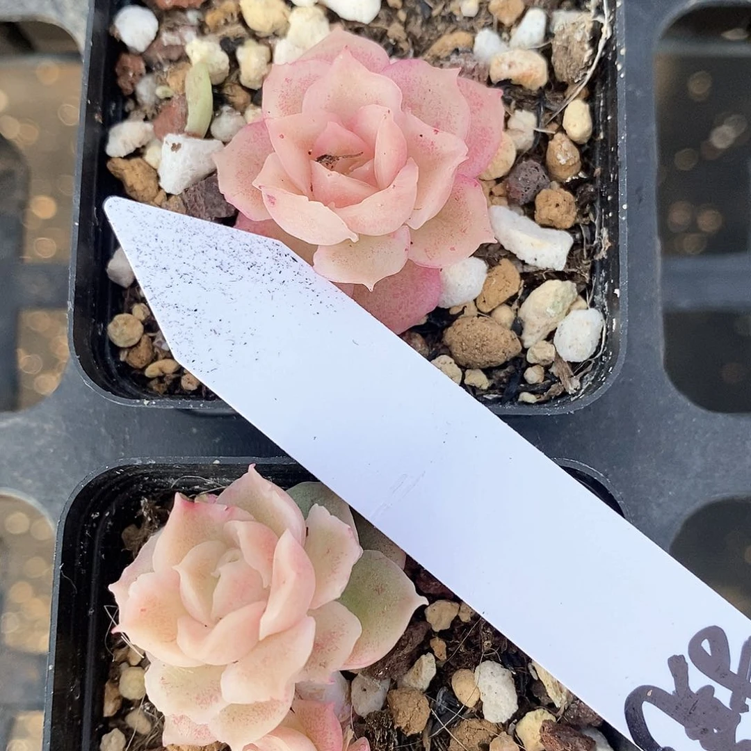 响当当啊哈好想去