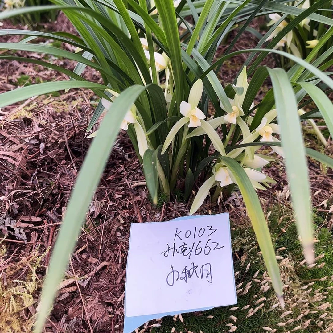 大部分花苞少量开放