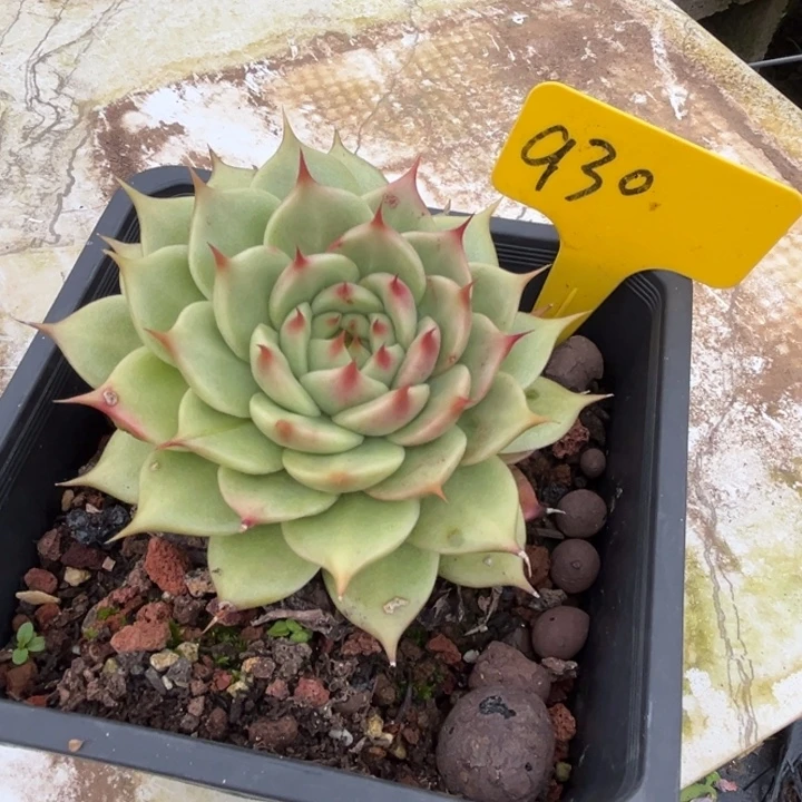 清***雨930 000000000000000