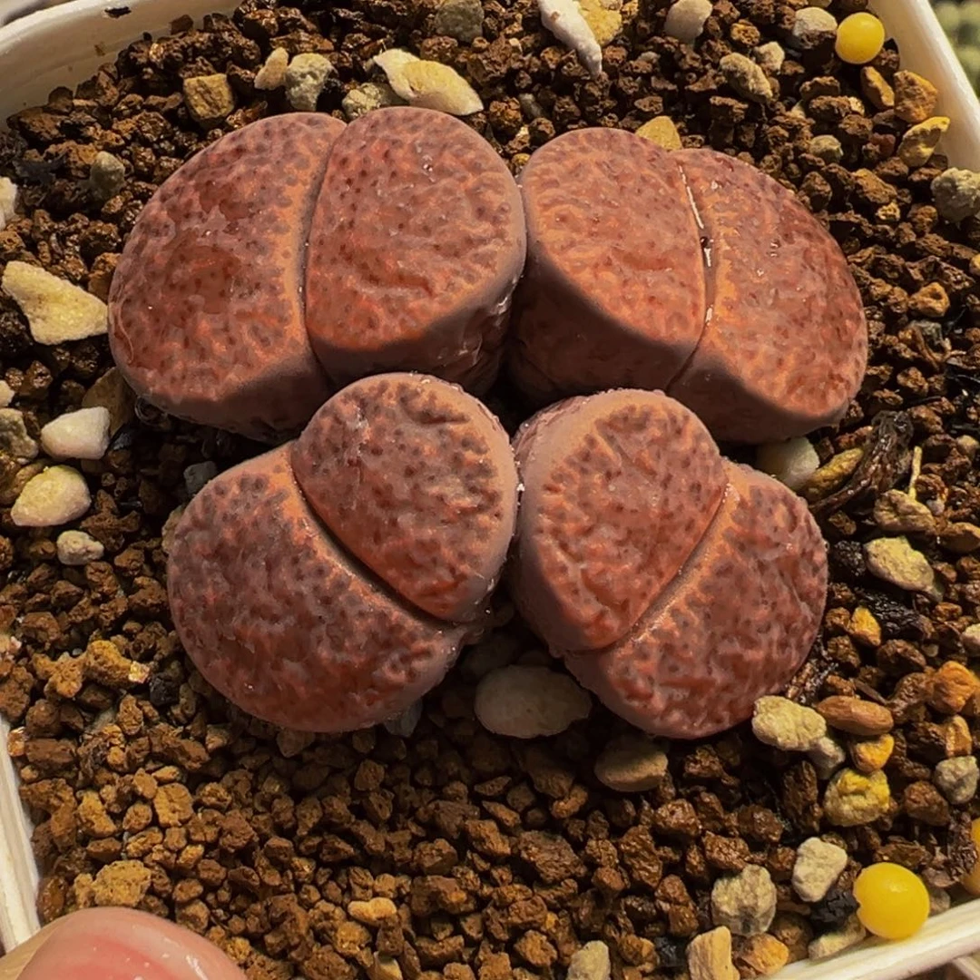 982多肉植物种类多样