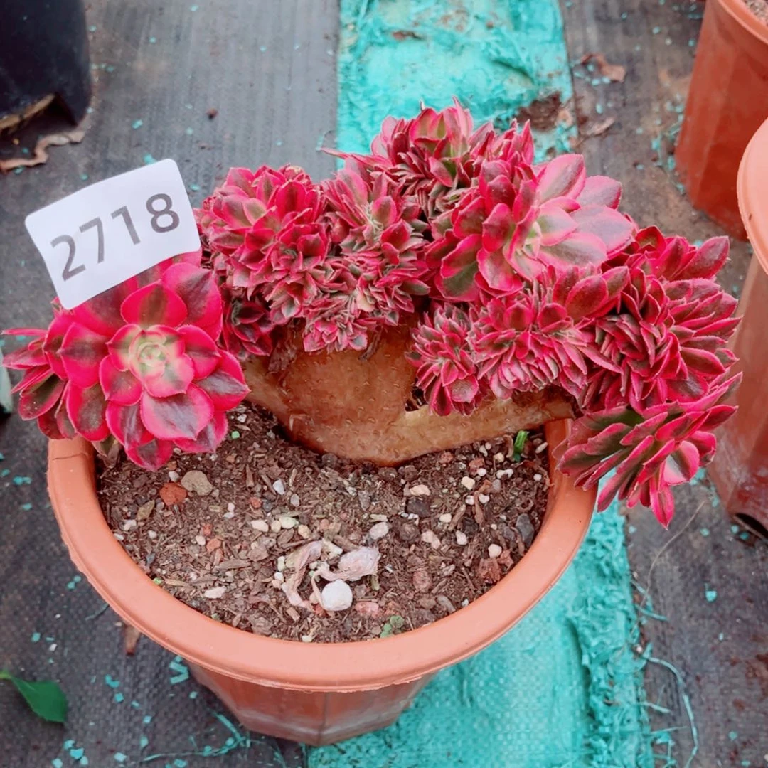独***靓荔枝缀特价多肉发货