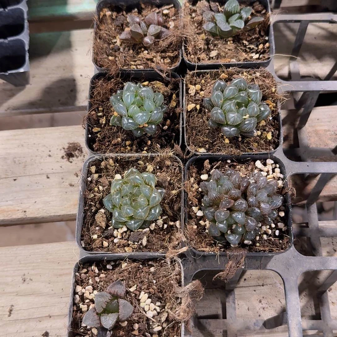 直播福利一物一拍408