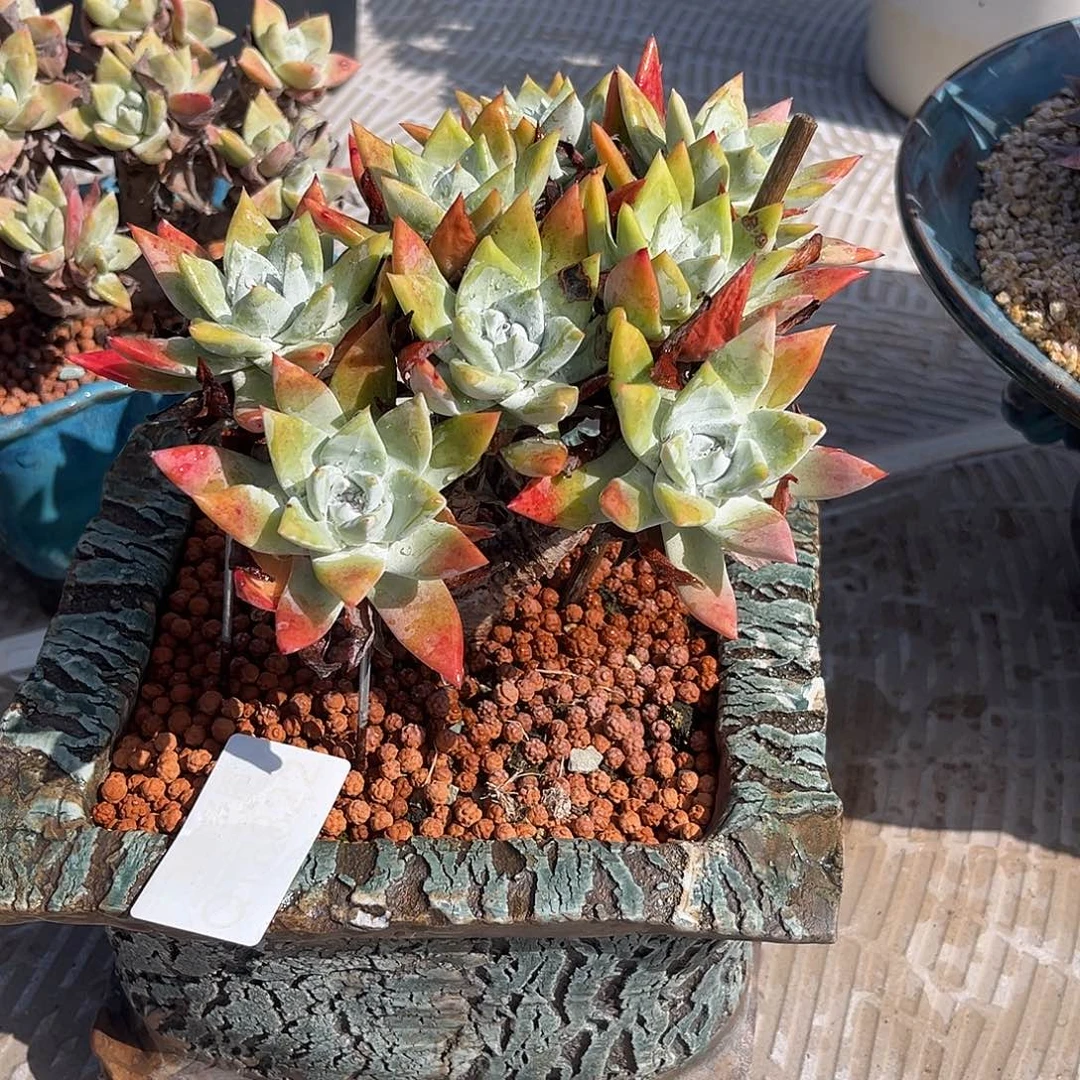 小鹿多肉一物一拍