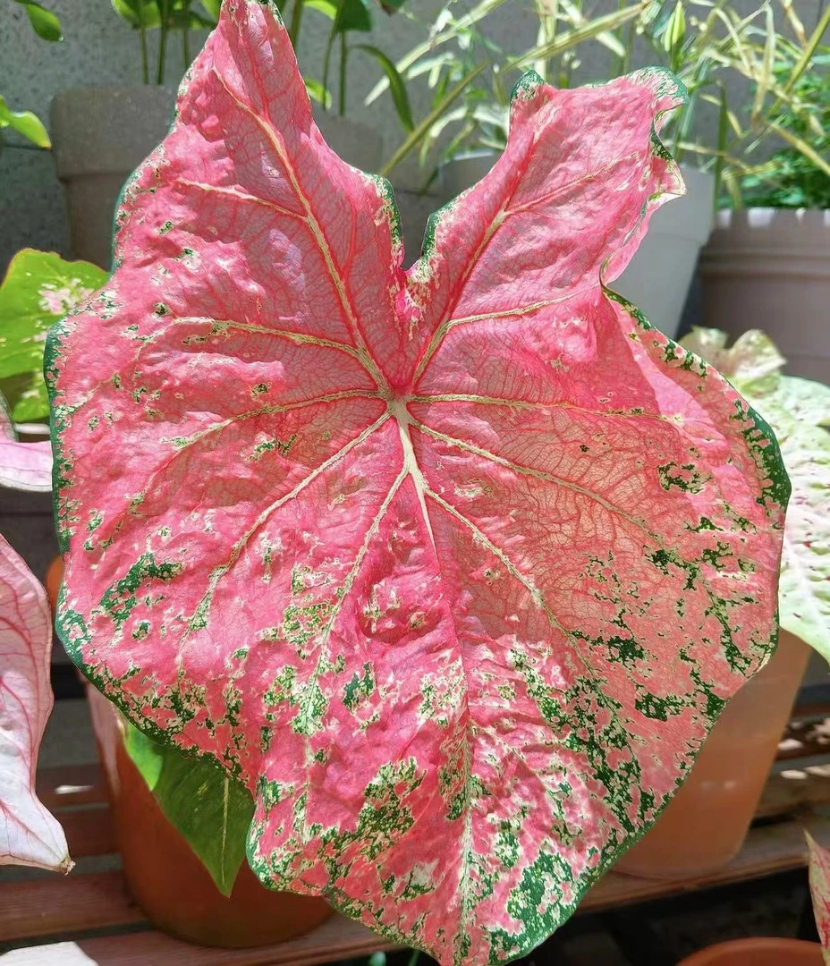 【小陈】（芭蕾舞鞋 进口 彩叶芋）好养室内观叶植物以直播间为准