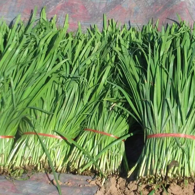 四川农户自种新鲜香韭菜