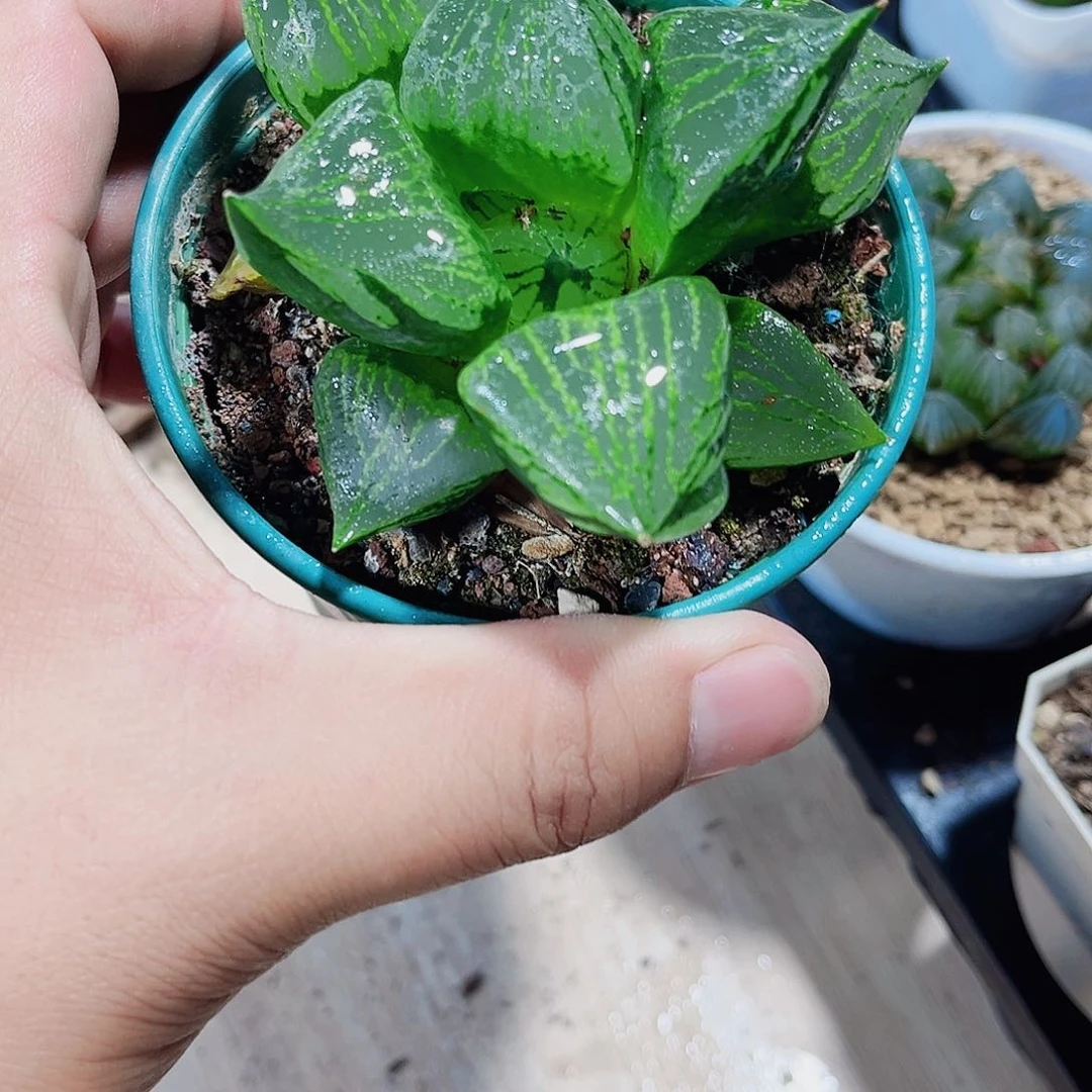 裹般若新手好养的