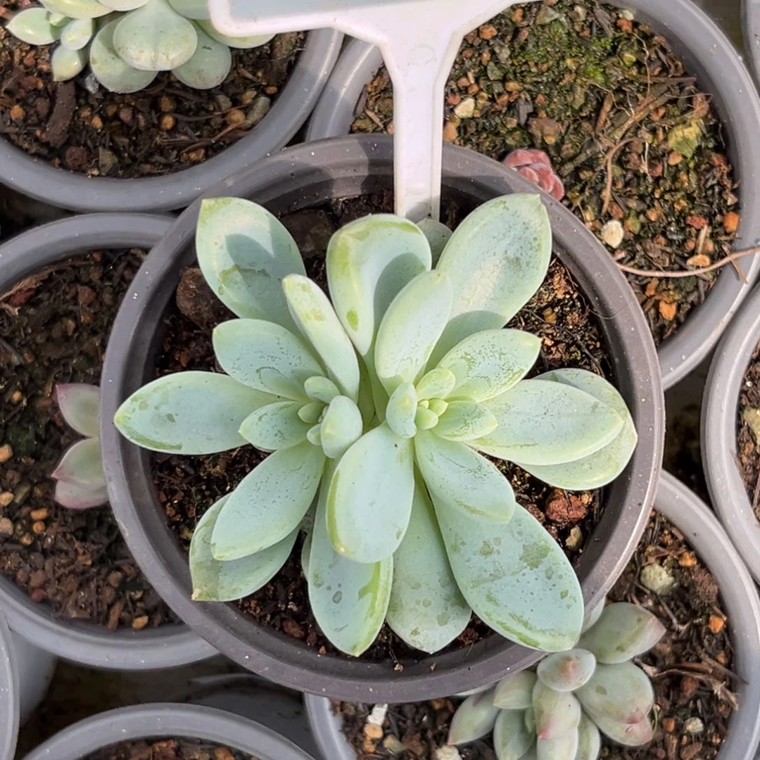 多肉植物阿斯托姆631