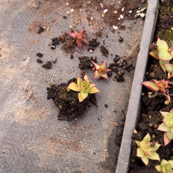 特别小至尊宝一颗慎拍11-63