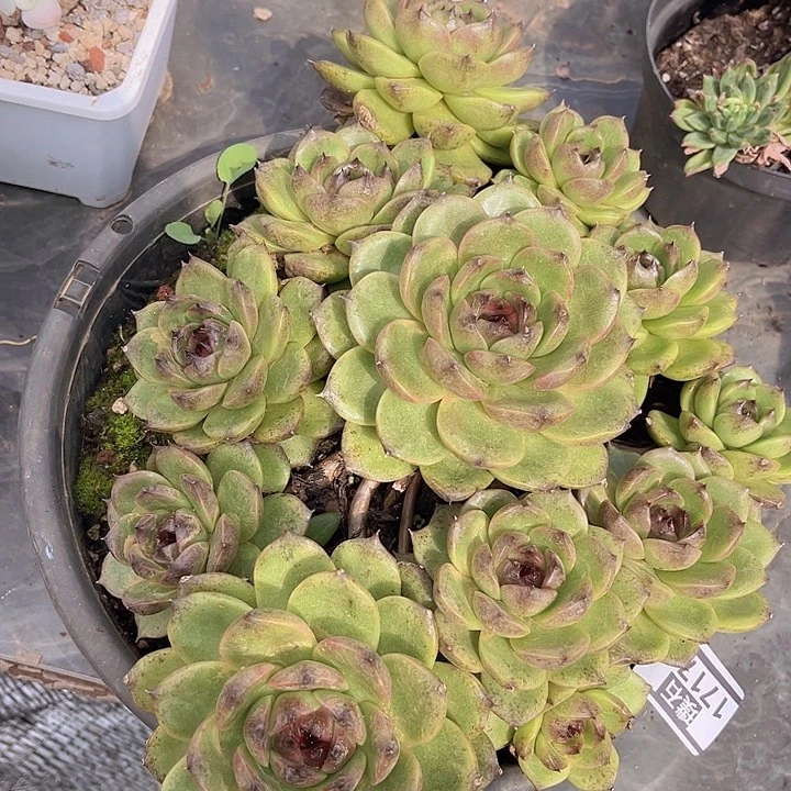 薇***安溜溜球17179多肉植物