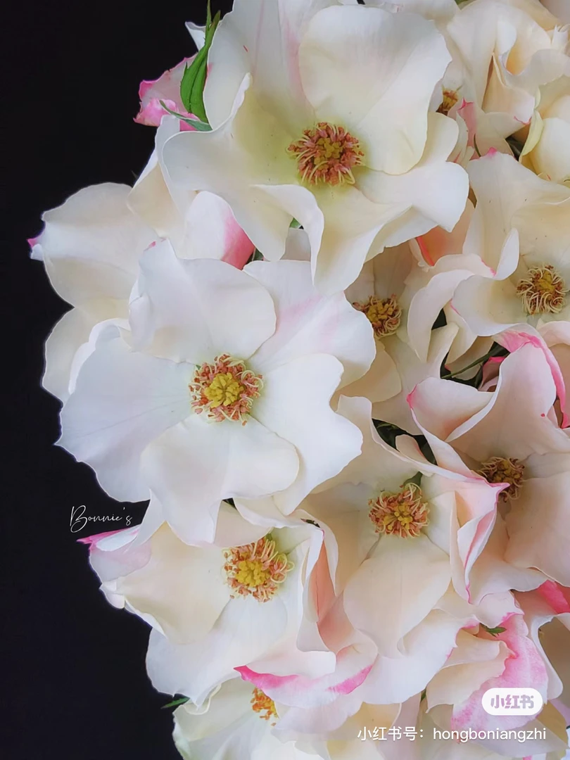 【酿植】奇异樱桃 任拍三单及以上包顺空鲜切花10支装%20不售后花店