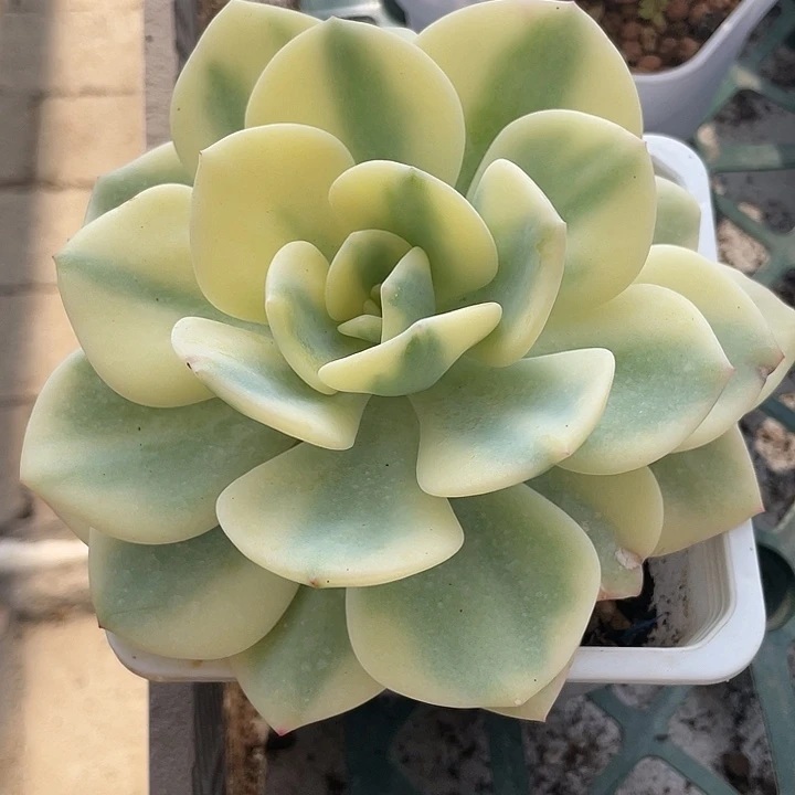白月光锦。锦龙一物一拍