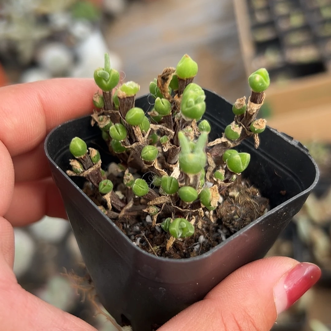 多肉植物多肉植物