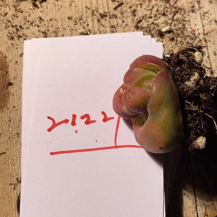 不**波21221一个一个一个