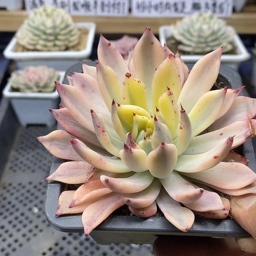 2653 红爪覆轮锦 需延时发货