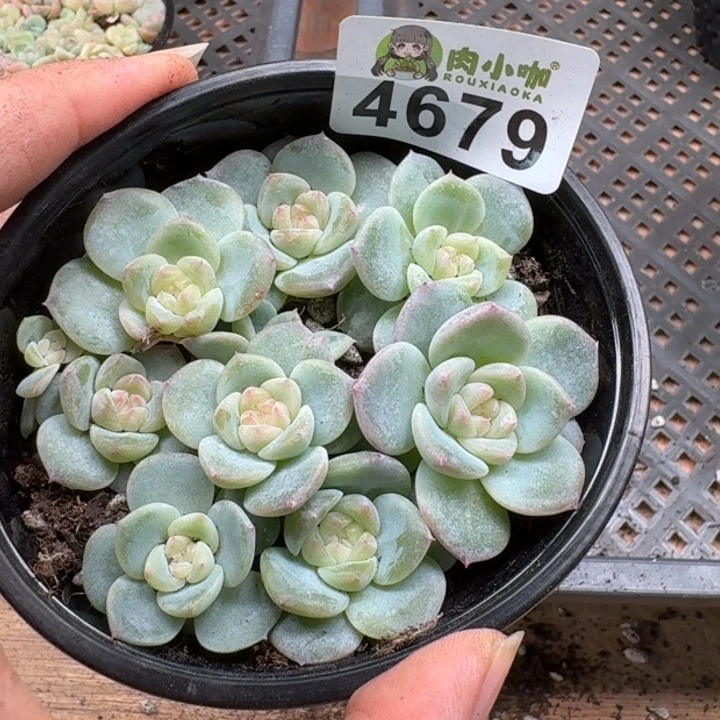完全开放多肉植物多肉植物