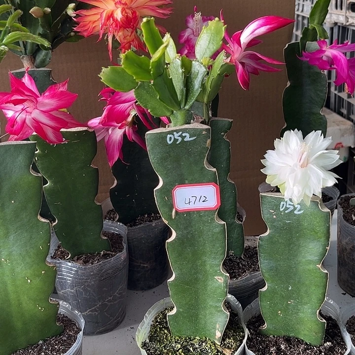 自***美当前无花朵，栽培后可花朵052