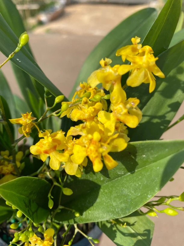 满天星文心兰盆栽室内阳台客厅好养多年生矮种黄色桌面兰花花卉