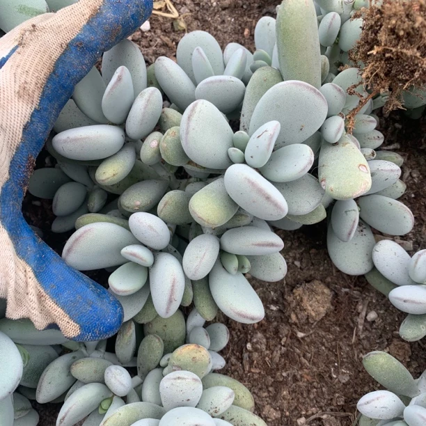 多肉好养多头乒乓福娘老桩植物包邮肉肉绿植花卉室外新手好养群生