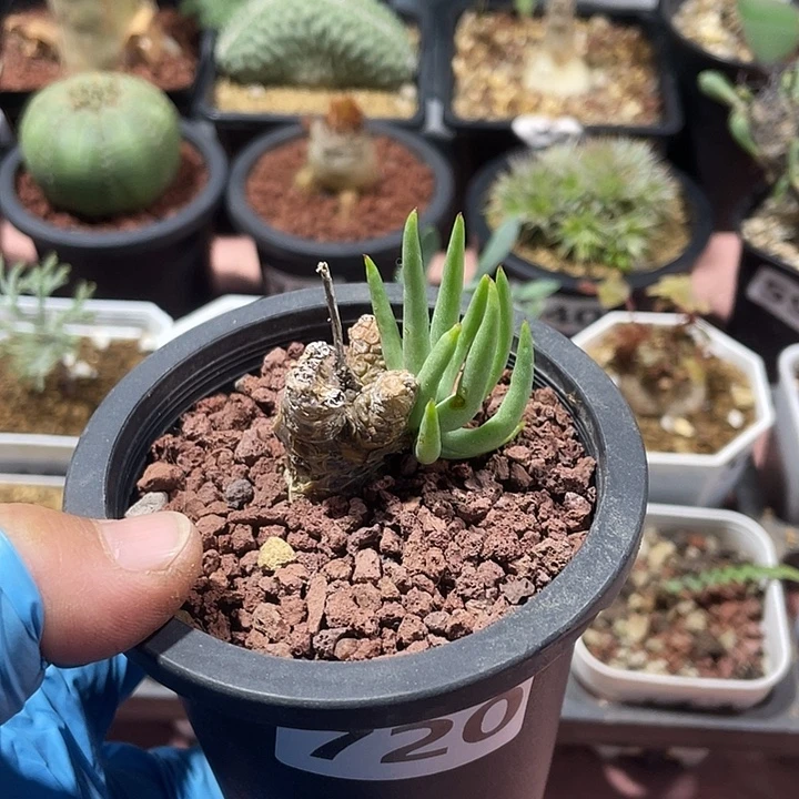 720奇峰锦白象块根