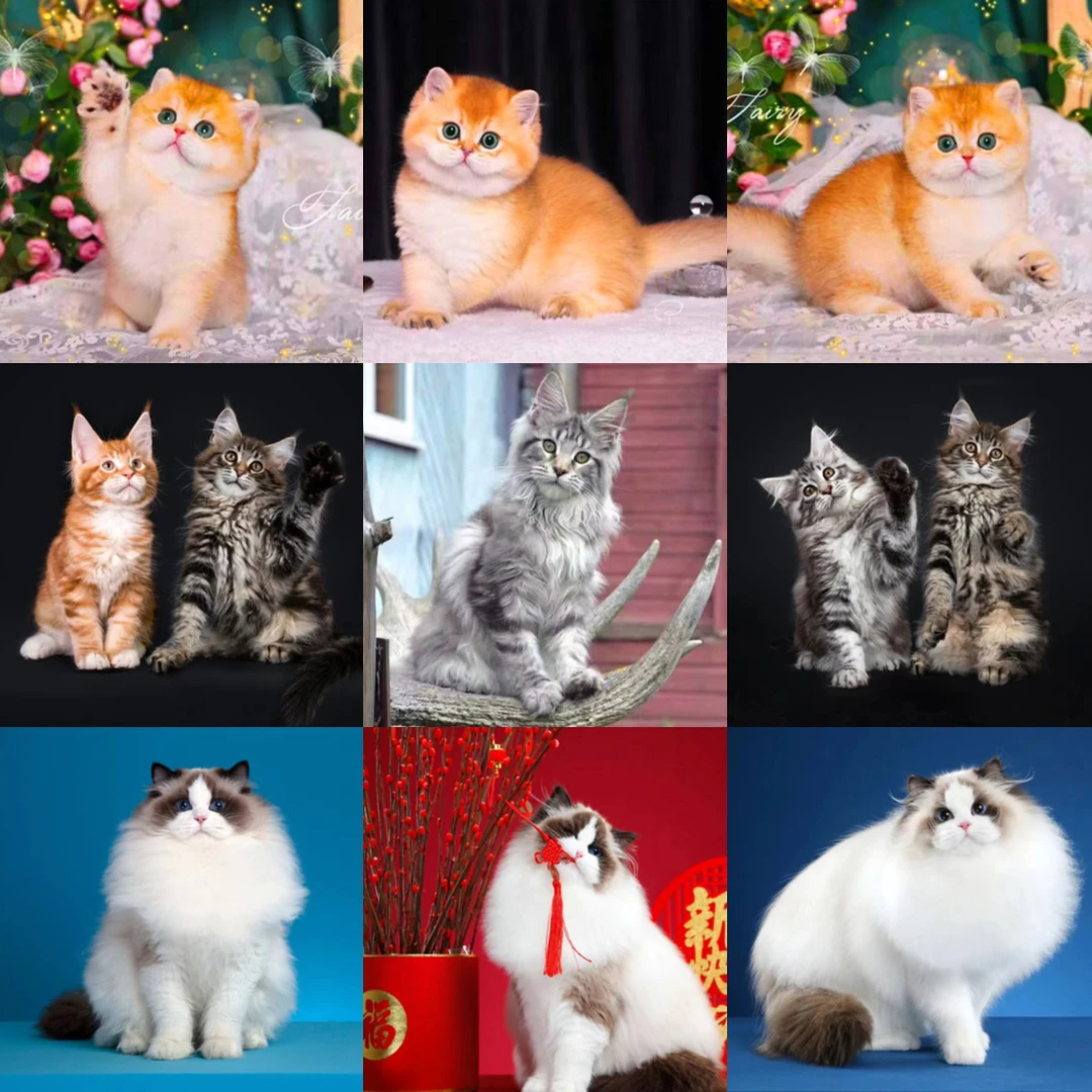 【宠萌主猫咪全品种】布偶猫拿破仑幼猫缅因银渐层蓝猫金渐层