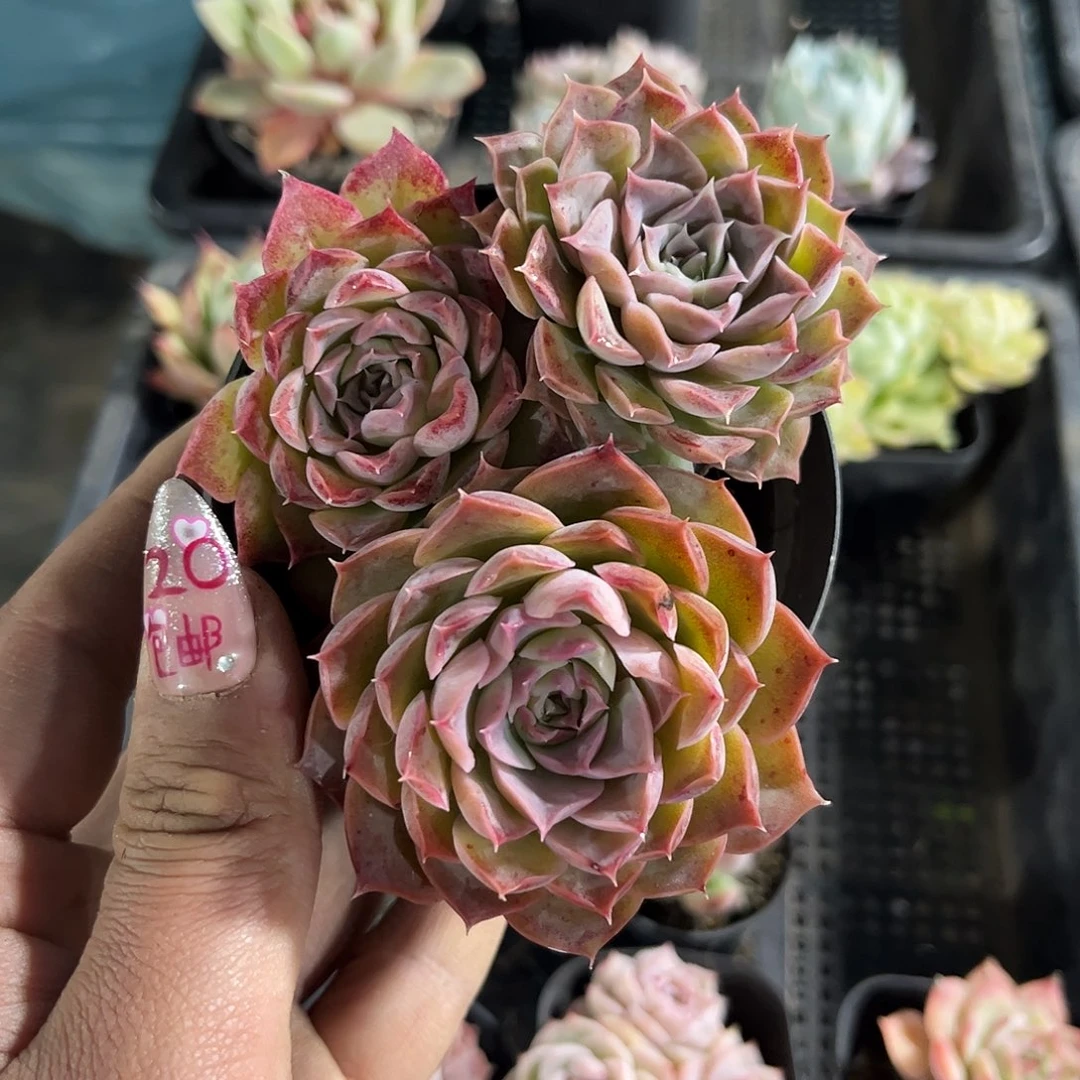 蓝****y25911一物一拍单头发货
