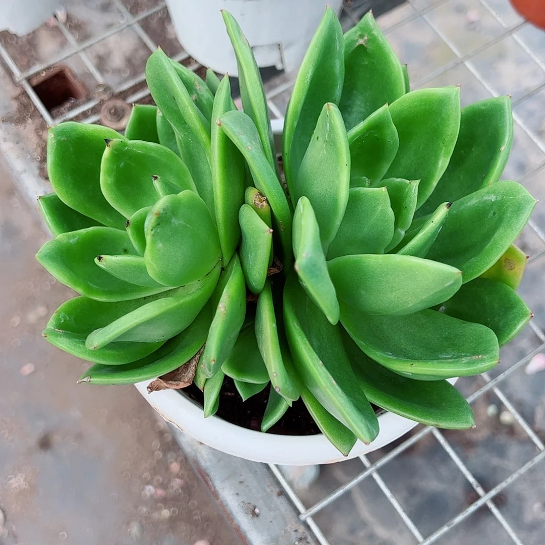 翠花双头起发精品特价