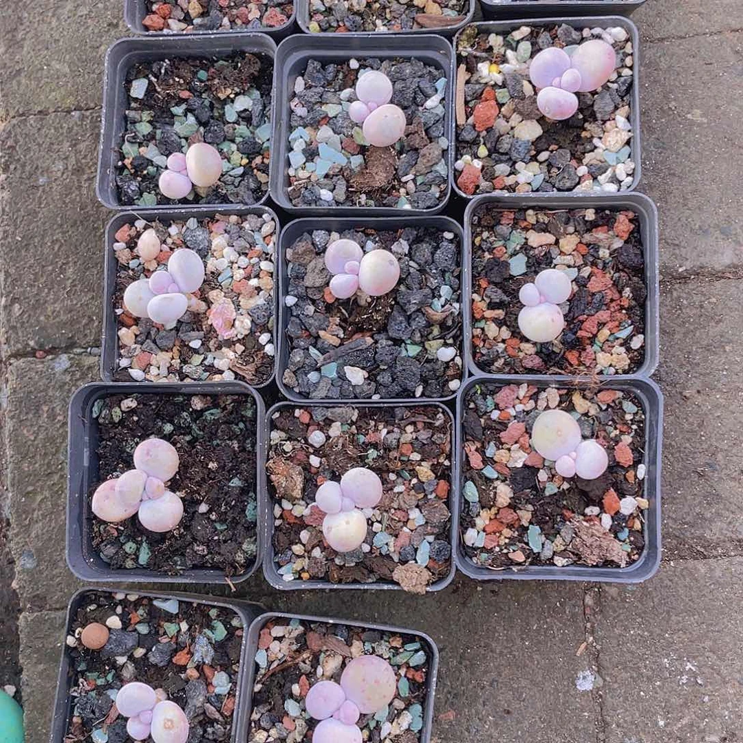 14个 多肉植物单头