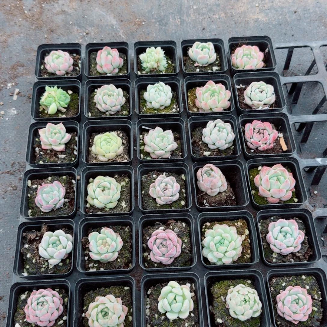 26-4多肉杂交三十颗美尼糖心珍妮小量拍