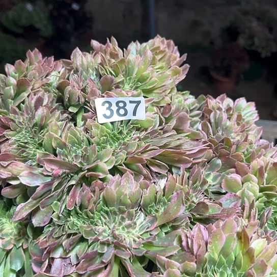 康***溎多肉植物一个香非有伤387