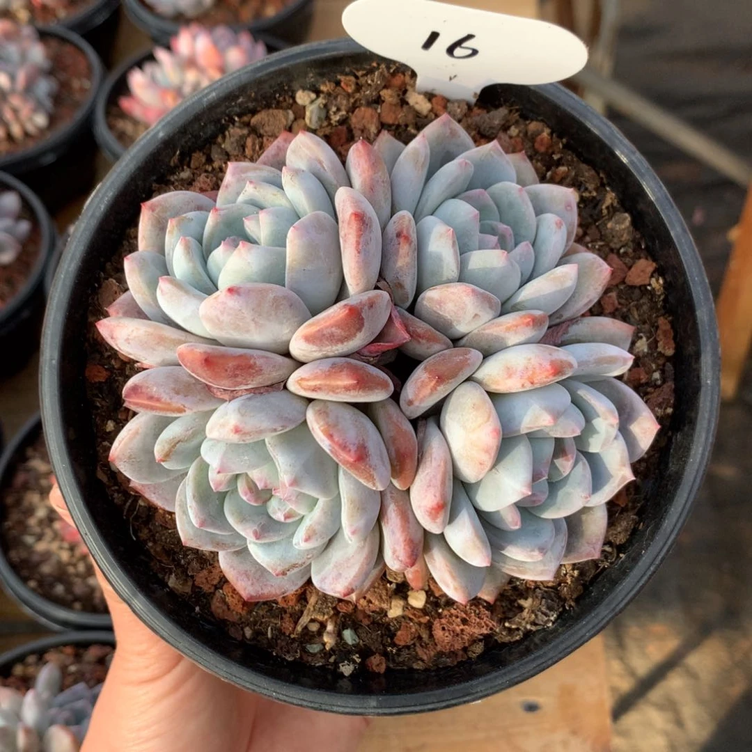 16号 橙梦露自然群 一头一桩 小胖子