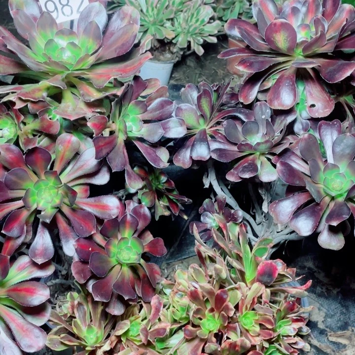 多肉植物组合982