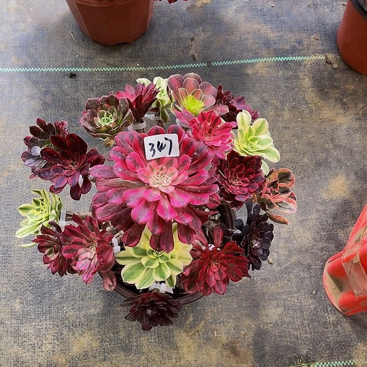 小*架接法师一个347号