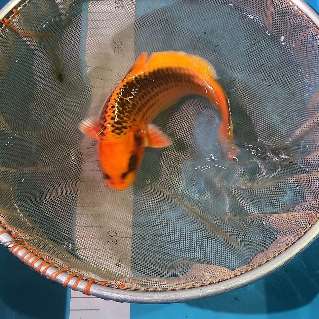 锦鲤红白大正三色包邮包损