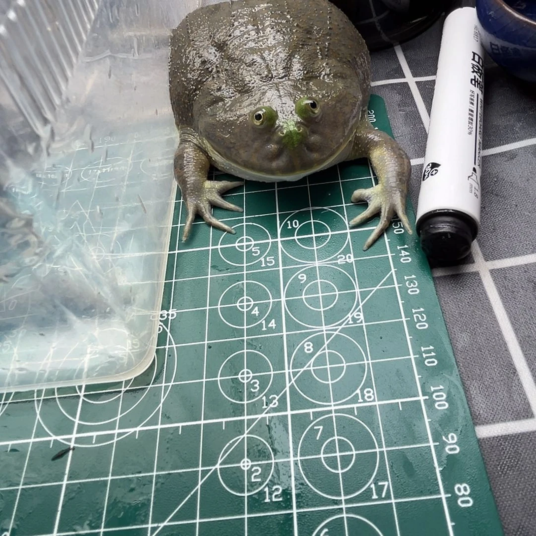 化***.角蛙小丑蛙闪拍链接