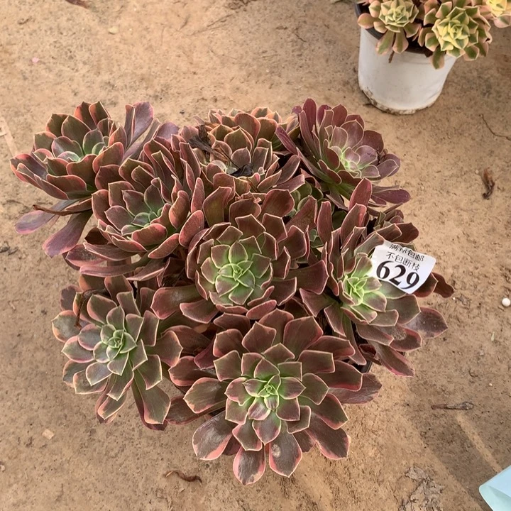 鱼*629金丝雀大绣球多肉植物