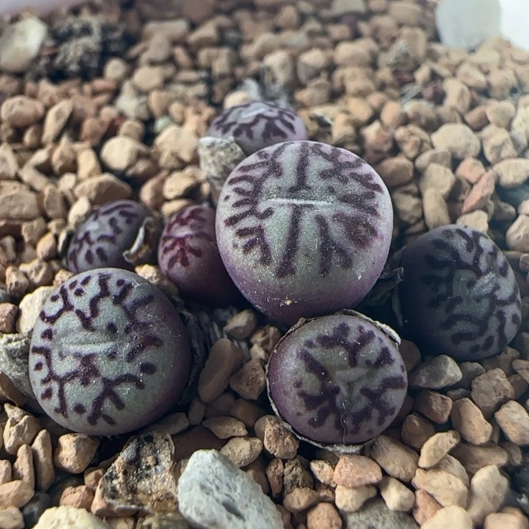 1964/七头超墨/多肉植物