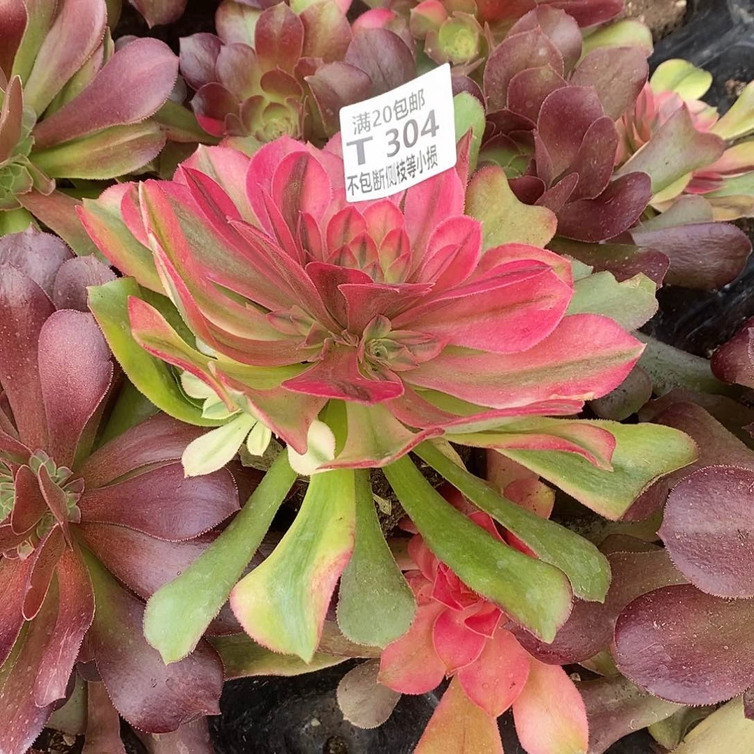 304红牡丹多肉法师锦