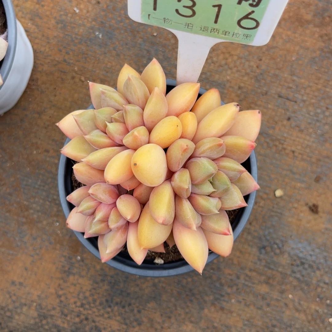 云尘多肉一物一拍1316