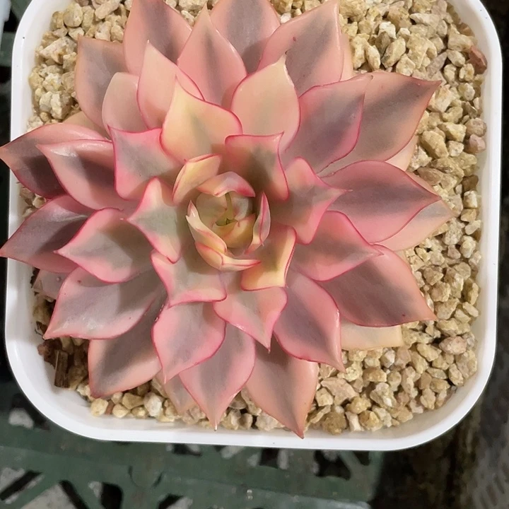 红宝莲灯锦一物一拍锦龙