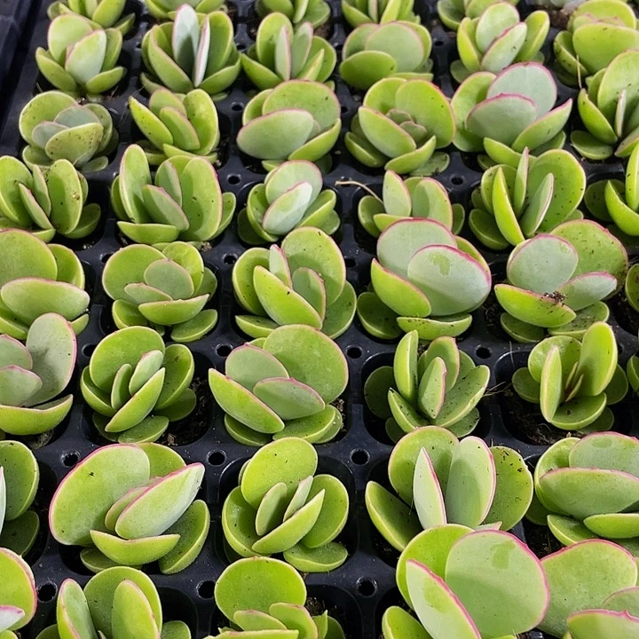 小白眉1元带土发货