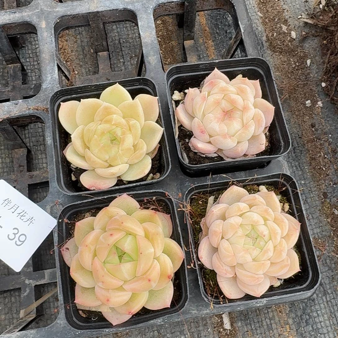 带纹路珍妮四颗量拍11-39