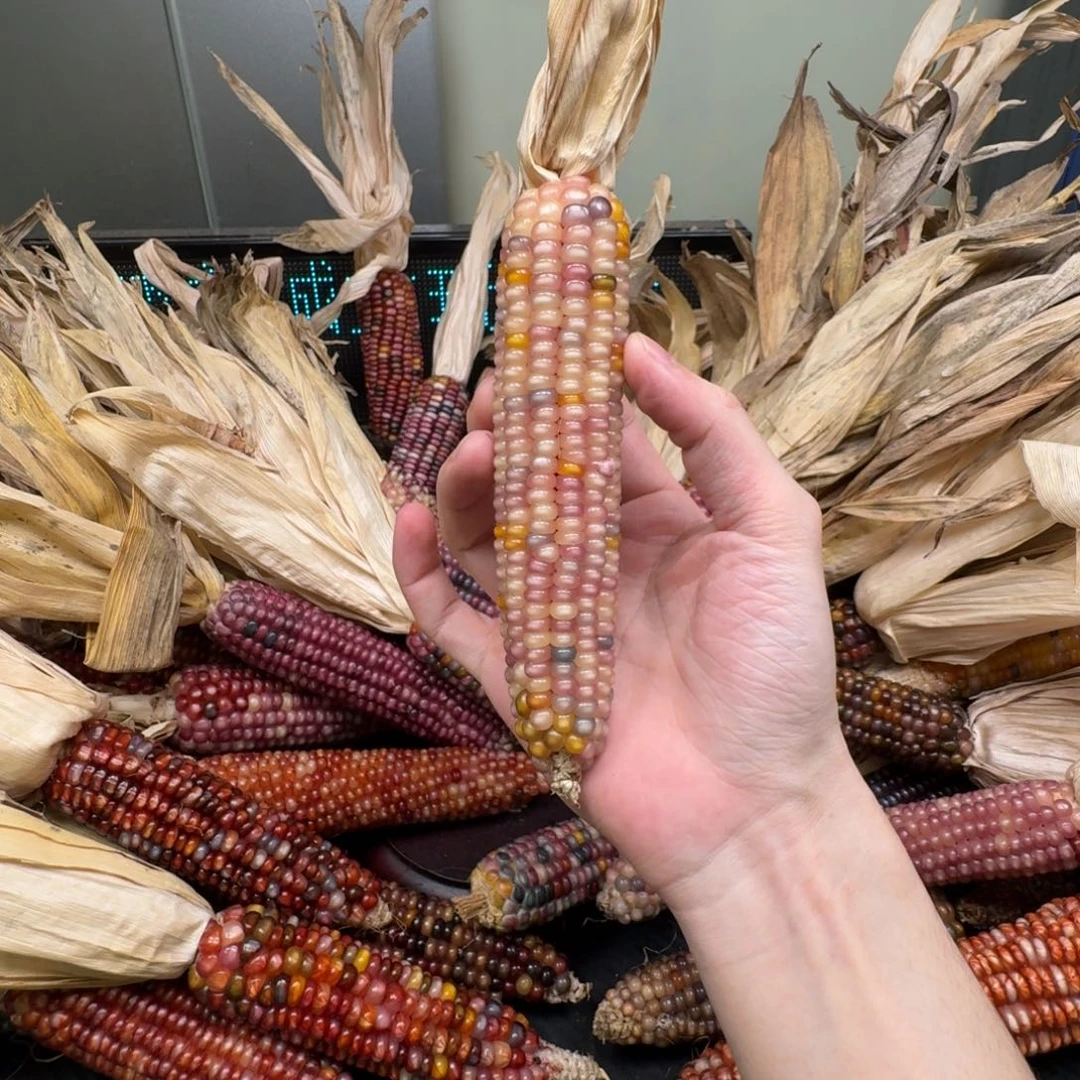 柏香籽/百香籽吊坠小*鸽